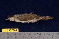 藏品(冠羽畫眉)的圖片